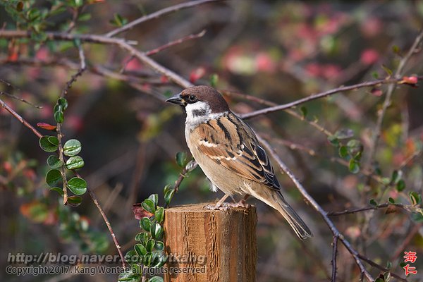 참새
